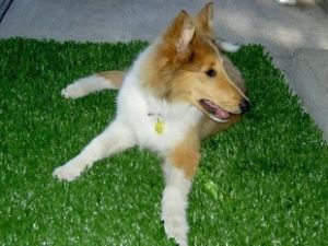 Erba sintetica di prezzi migliori di vendita calda per i cani