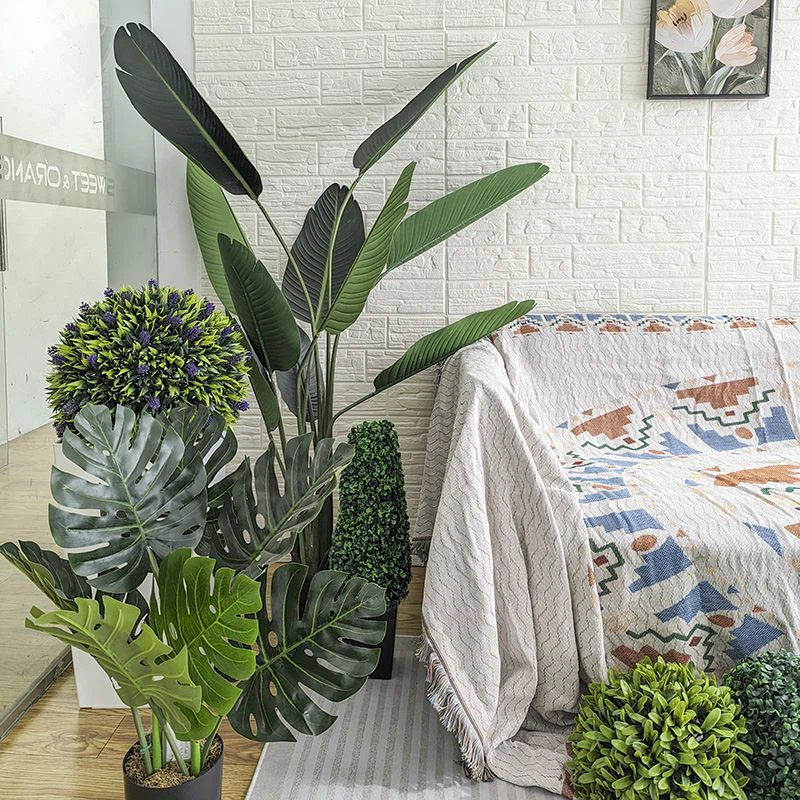 Large Turtle Tree Green Plant Potted Plant